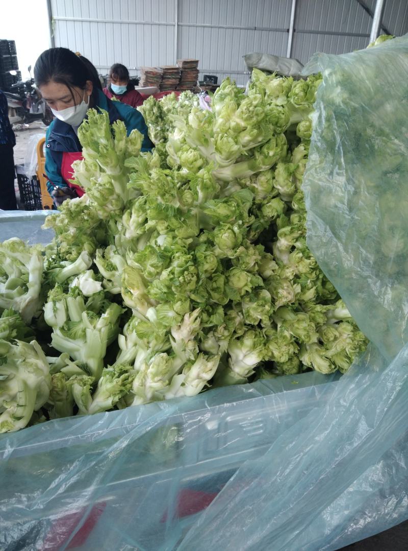 安徽精品儿菜万亩基地一手货源保质保量协助找车价格便宜