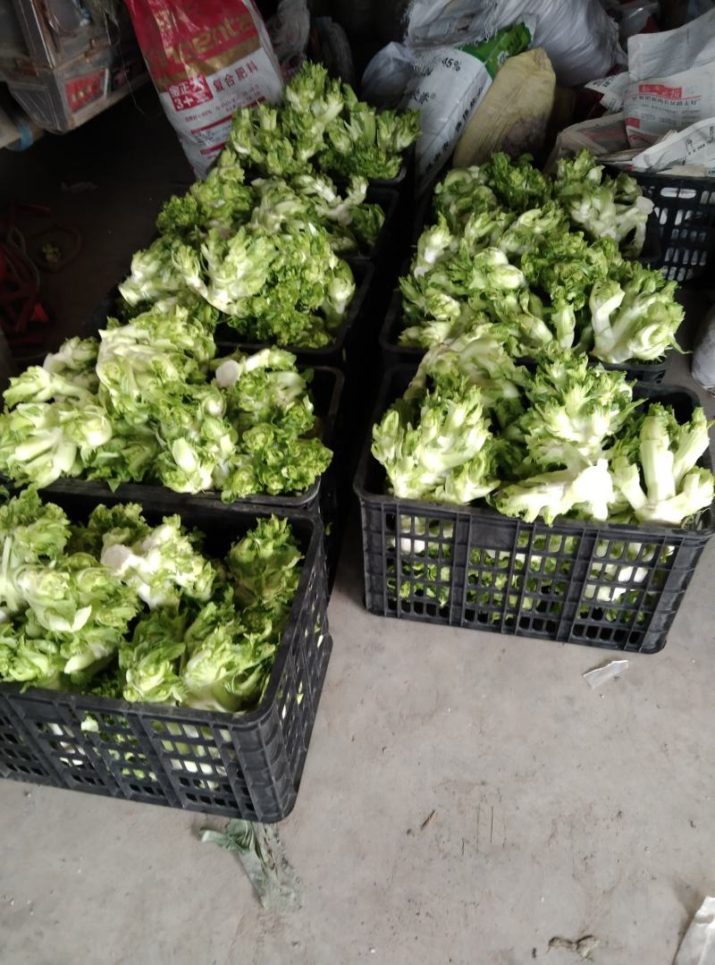 安徽精品儿菜万亩基地一手货源保质保量协助找车价格便宜