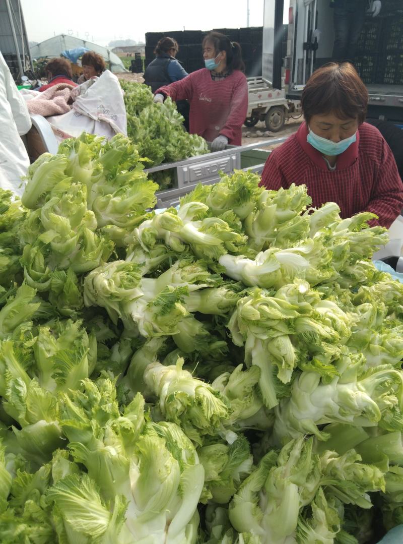 安徽精品儿菜万亩基地一手货源保质保量协助找车价格便宜
