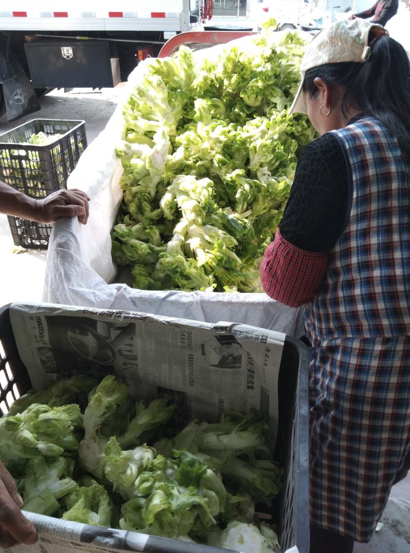 安徽精品儿菜万亩基地一手货源保质保量协助找车价格便宜