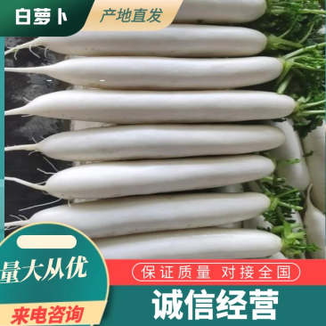 精品白萝卜价格美丽三排萝卜四排萝卜五排萝卜