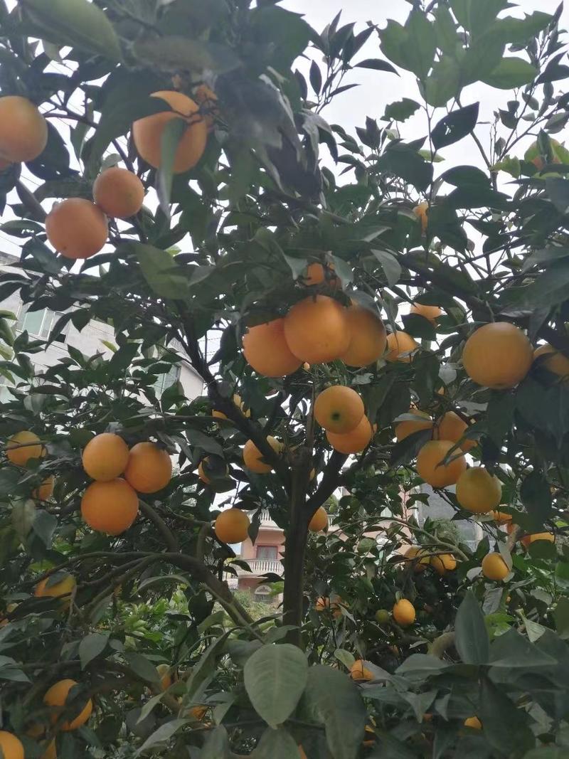 【麻阳冰糖橙】果园直采/对接社区团购、电商、批发。