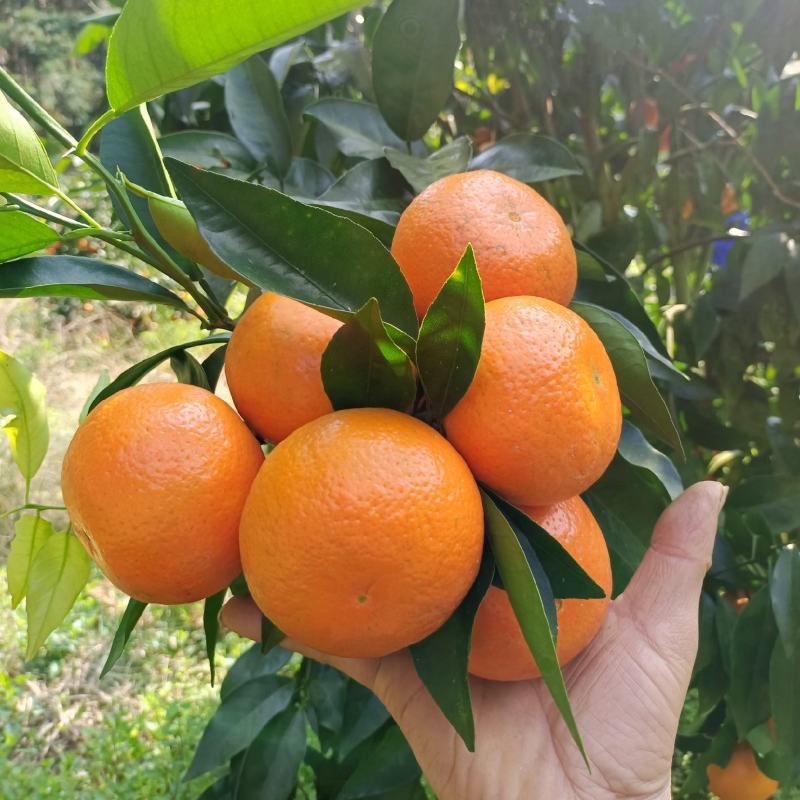 沃柑沃柑皮薄多汁果肉化碴果园直摘供应各大市场电商社区团购