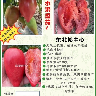 包邮，粉牛心，沙瓤爽口，酸甜～苗厂直供