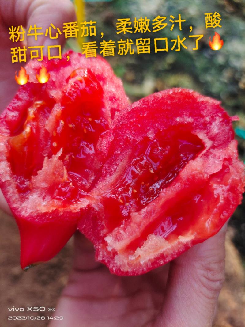 包邮，粉牛心，沙瓤爽口，酸甜～苗厂直供