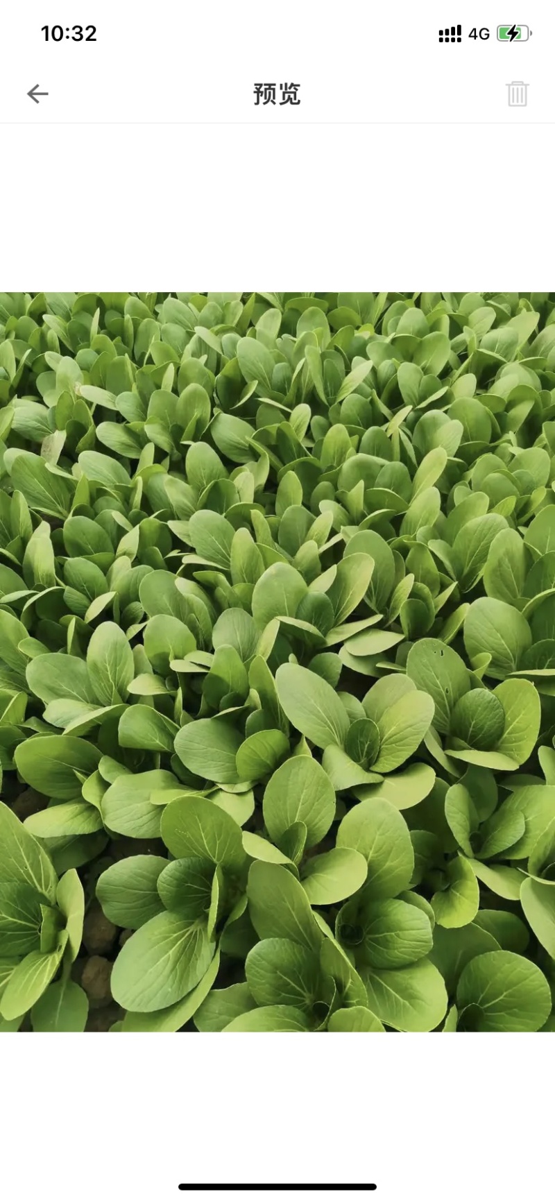 常年基地大量供应精品上海青，毛白菜，代发代购一条龙服务