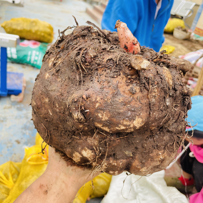 花魔芋种子，大小都有，管理的好可以涨到二十多斤，包回收
