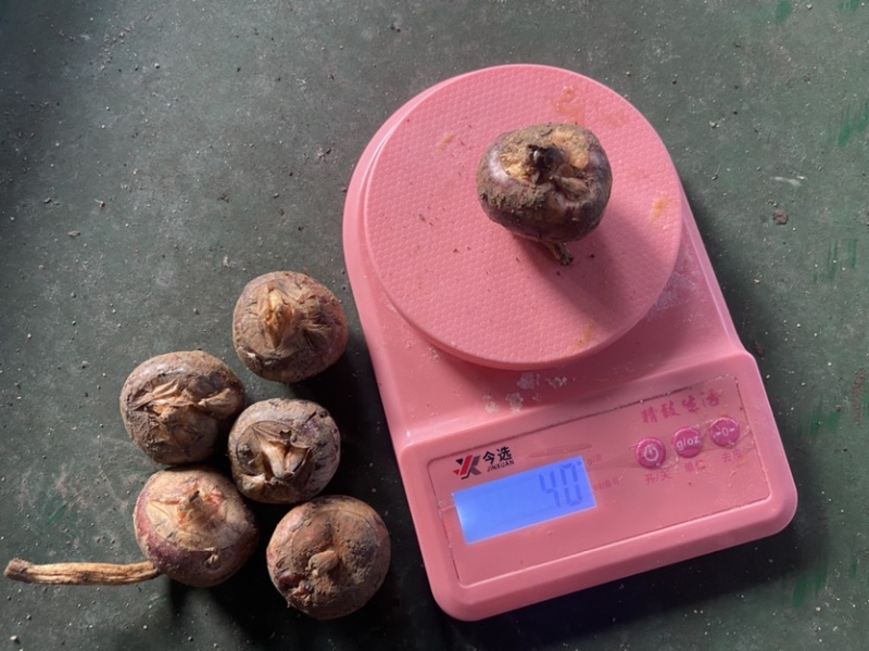 荔浦马蹄非常甜经营多年有想要的老板吗欢迎来咨询