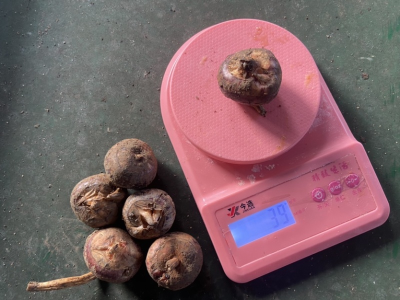 荔浦马蹄非常甜经营多年有想要的老板吗欢迎来咨询