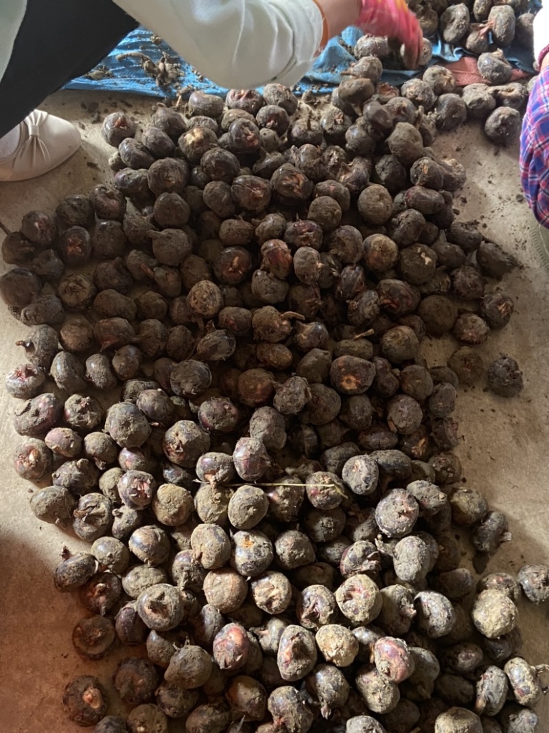 荔浦马蹄非常甜经营多年有想要的老板吗欢迎来咨询