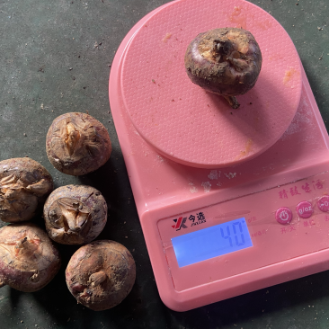 荔浦马蹄非常甜经营多年有想要的老板吗欢迎来咨询