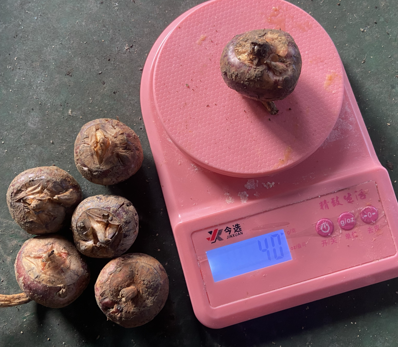 荔浦马蹄非常甜经营多年有想要的老板吗欢迎来咨询
