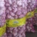 【精品】金乡大蒜山东干大蒜精品培育多瓣新鲜大蒜大量上市