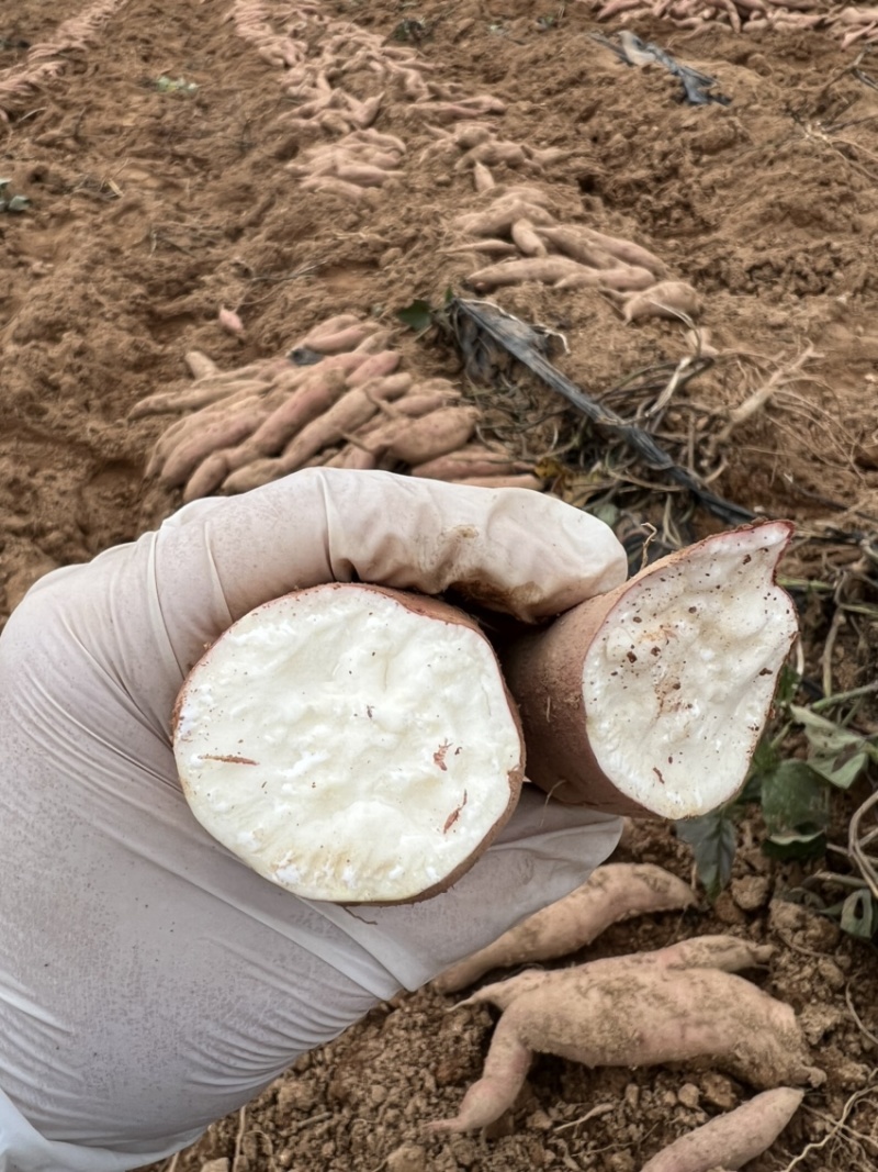 哈密冰糖白薯支持团购落地配一件代发产地一手货源