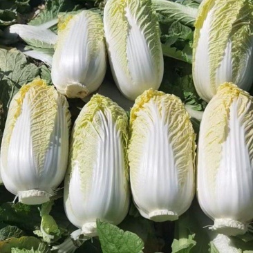 固安精品娃娃菜大量上市