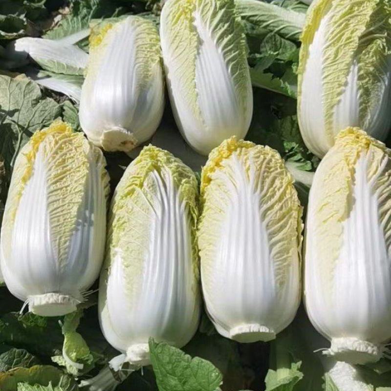 固安精品娃娃菜大量上市