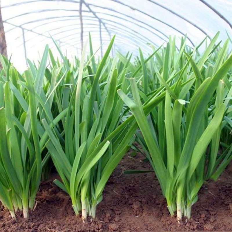 韭菜河北韭菜新鲜韭菜上市现割现卖欢迎电话咨询