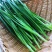韭菜河北韭菜新鲜韭菜上市现割现卖欢迎电话咨询