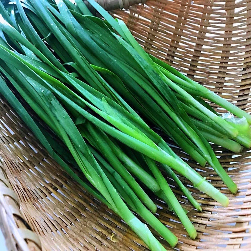 韭菜河北韭菜新鲜韭菜上市现割现卖欢迎电话咨询