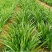 韭菜河北韭菜新鲜韭菜上市现割现卖欢迎电话咨询