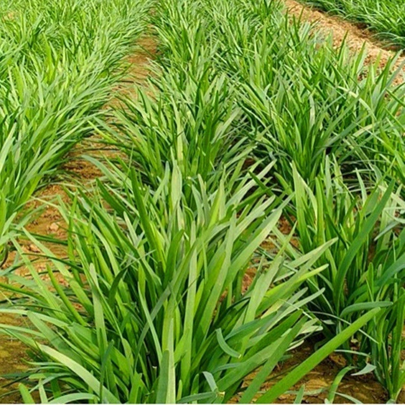 韭菜河北韭菜新鲜韭菜上市现割现卖欢迎电话咨询
