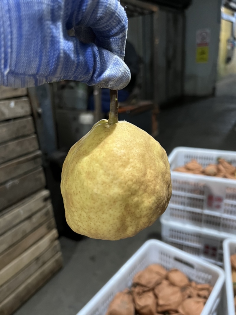 中华丑梨产地一手货源支持团购落地配商超一件代发