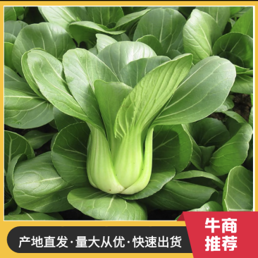 安徽精品上海青常年大量供应价格优惠欢迎选购