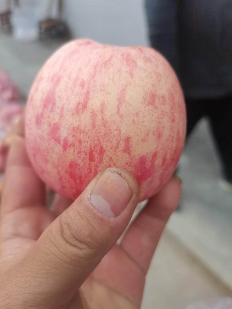 高山红富士苹果