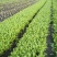 绍兴梅干菜传统工艺原汁原味香味浓郁干净无沙自产自销