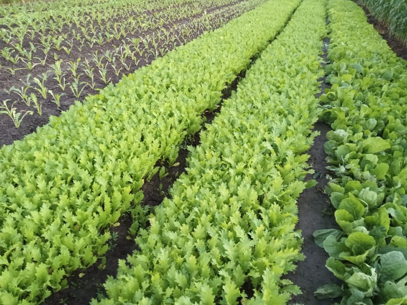 绍兴梅干菜传统工艺原汁原味香味浓郁干净无沙自产自销