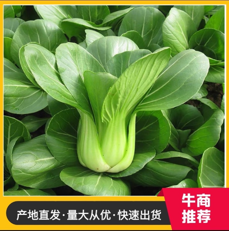 安徽阜阳太和县精品油菜全年供应叶嫩肉厚鲜嫩