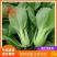 安徽阜阳太和县精品油菜全年供应叶嫩肉厚鲜嫩