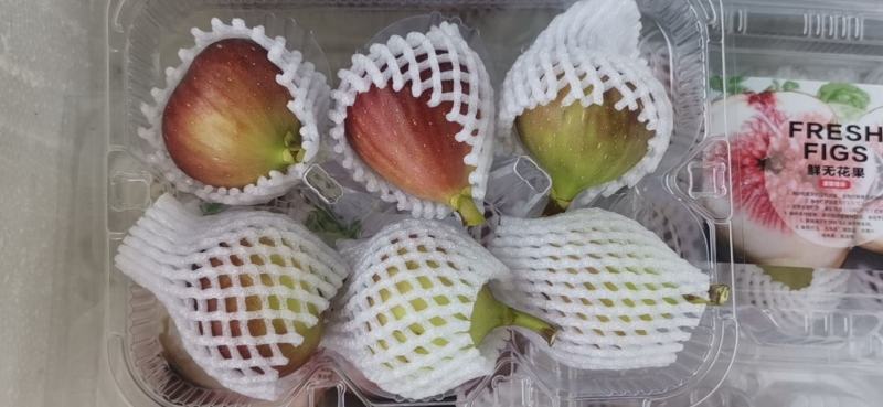 广州南沙本地种植无花果，波姬红和义陶芬
