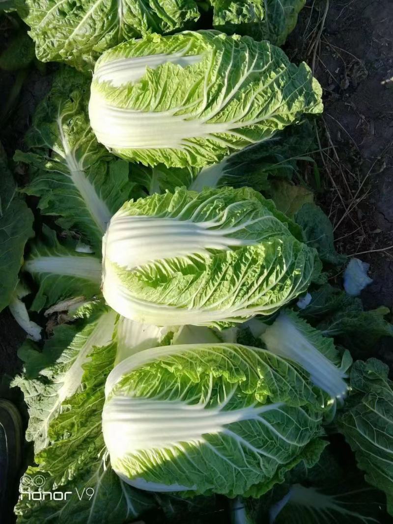 《精选》河南黄心白菜，供货量大，对接市场商超，量大从优，