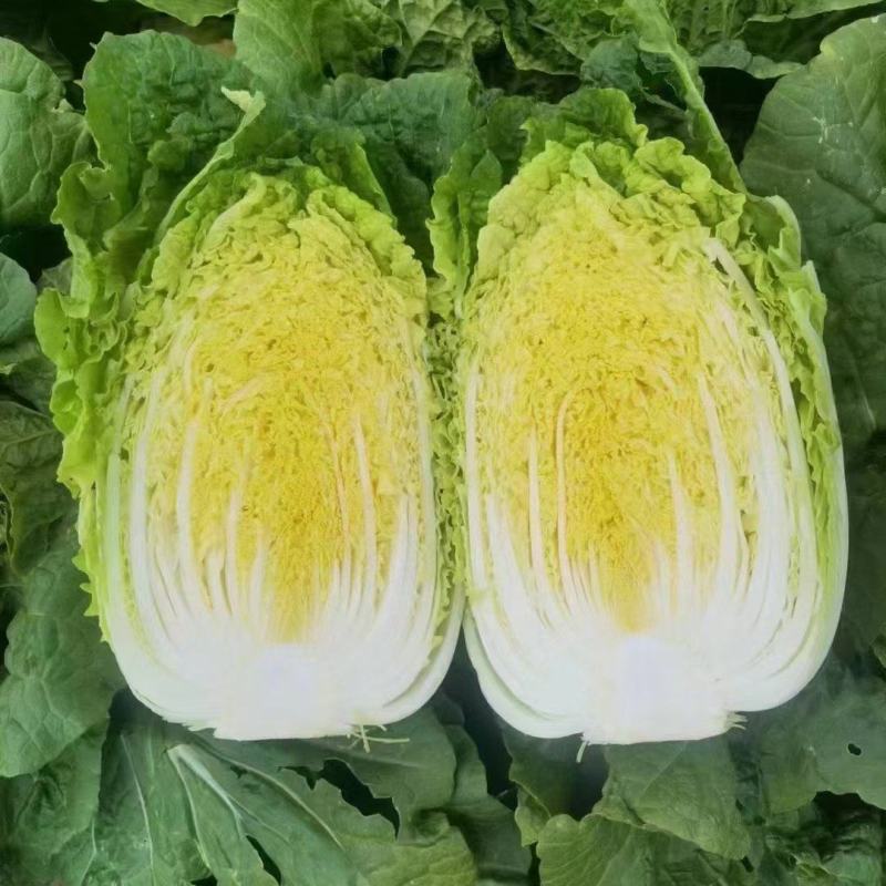 《精选》河南黄心白菜，供货量大，对接市场商超，量大从优，