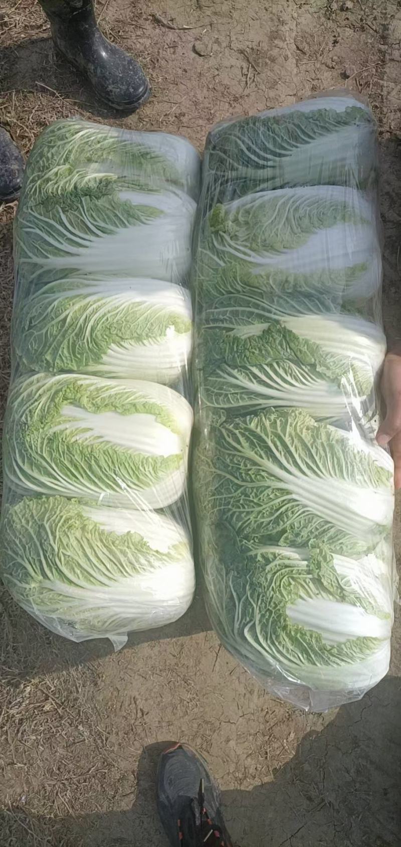 《精选》河南黄心白菜，供货量大，对接市场商超，量大从优，