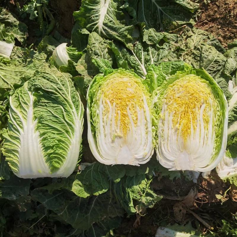 《精选》河南黄心白菜，供货量大，对接市场商超，量大从优，