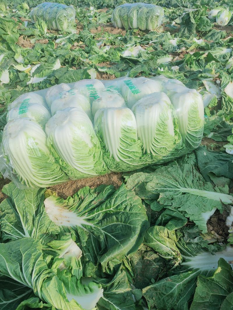 《精选》河南黄心白菜，供货量大，对接市场商超，量大从优，