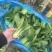 上海菜苔菜心，基地直供，常年有货，中花芥蓝，一手货源