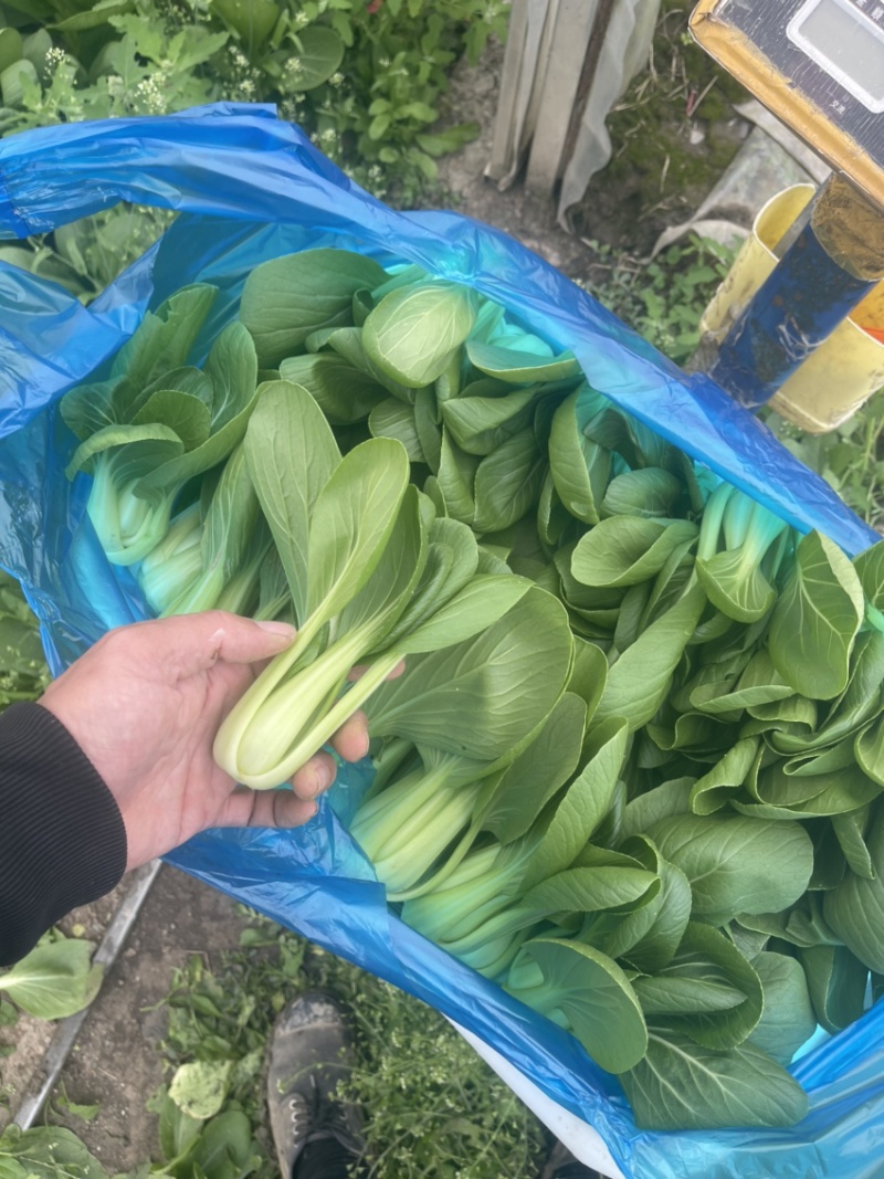 上海菜苔菜心，基地直供，常年有货，中花芥蓝，一手货源