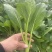 上海菜苔菜心，基地直供，常年有货，中花芥蓝，一手货源