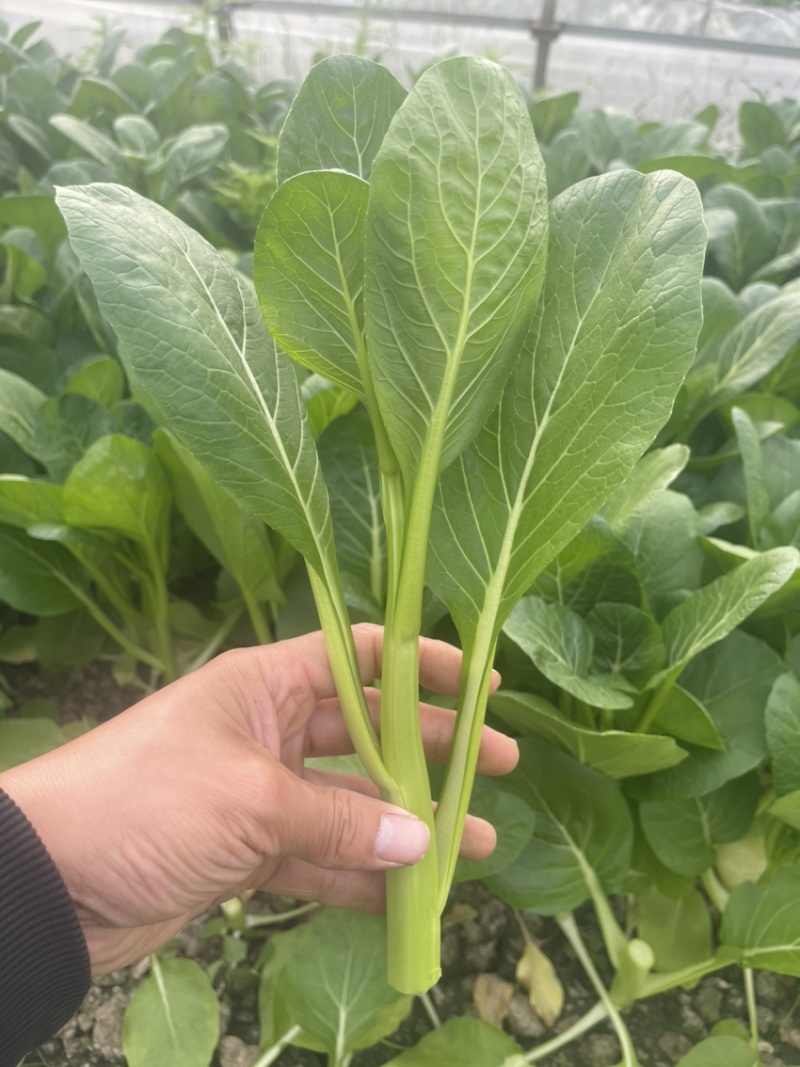 上海菜苔菜心，基地直供，常年有货，中花芥蓝，一手货源