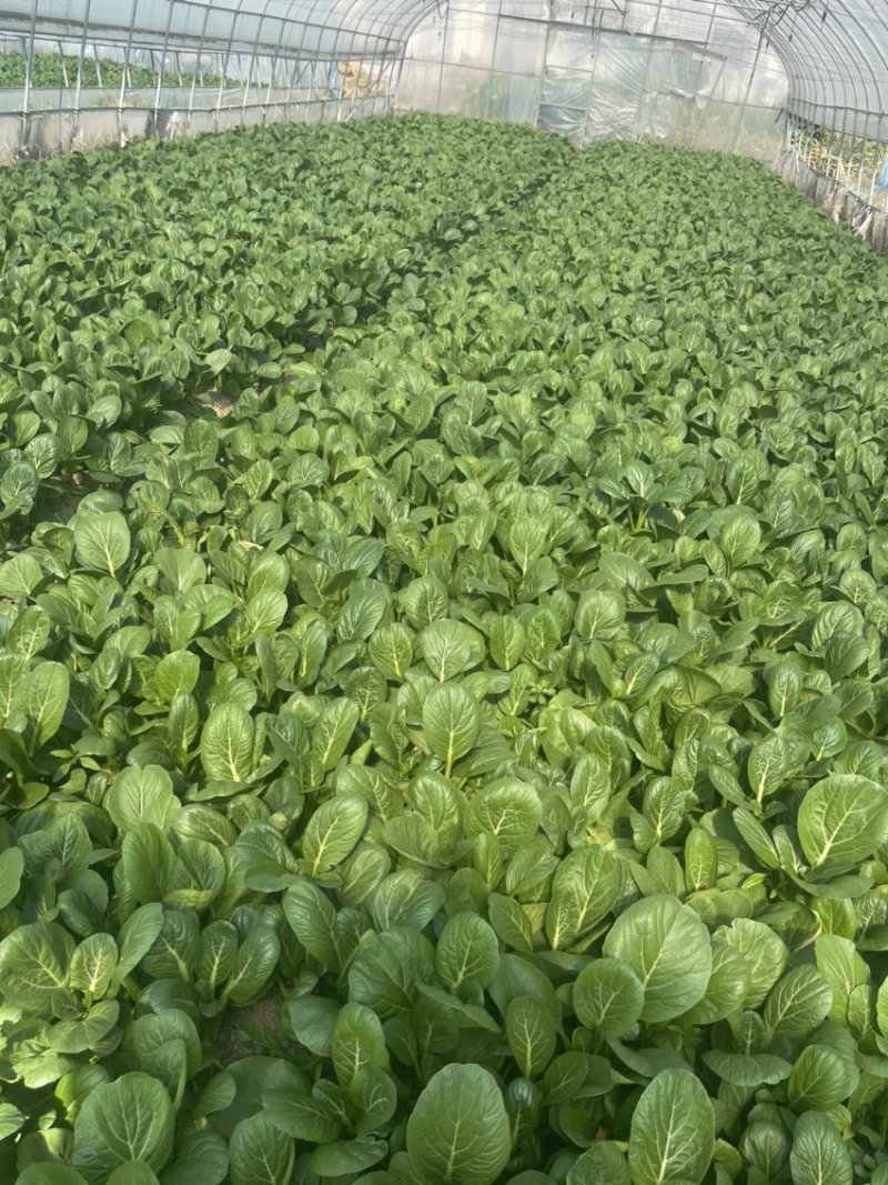 上海菜苔菜心，基地直供，常年有货，中花芥蓝，一手货源