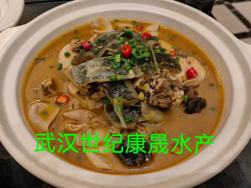 丹江口，千岛湖水库大花鲢鲜冻优质内泡