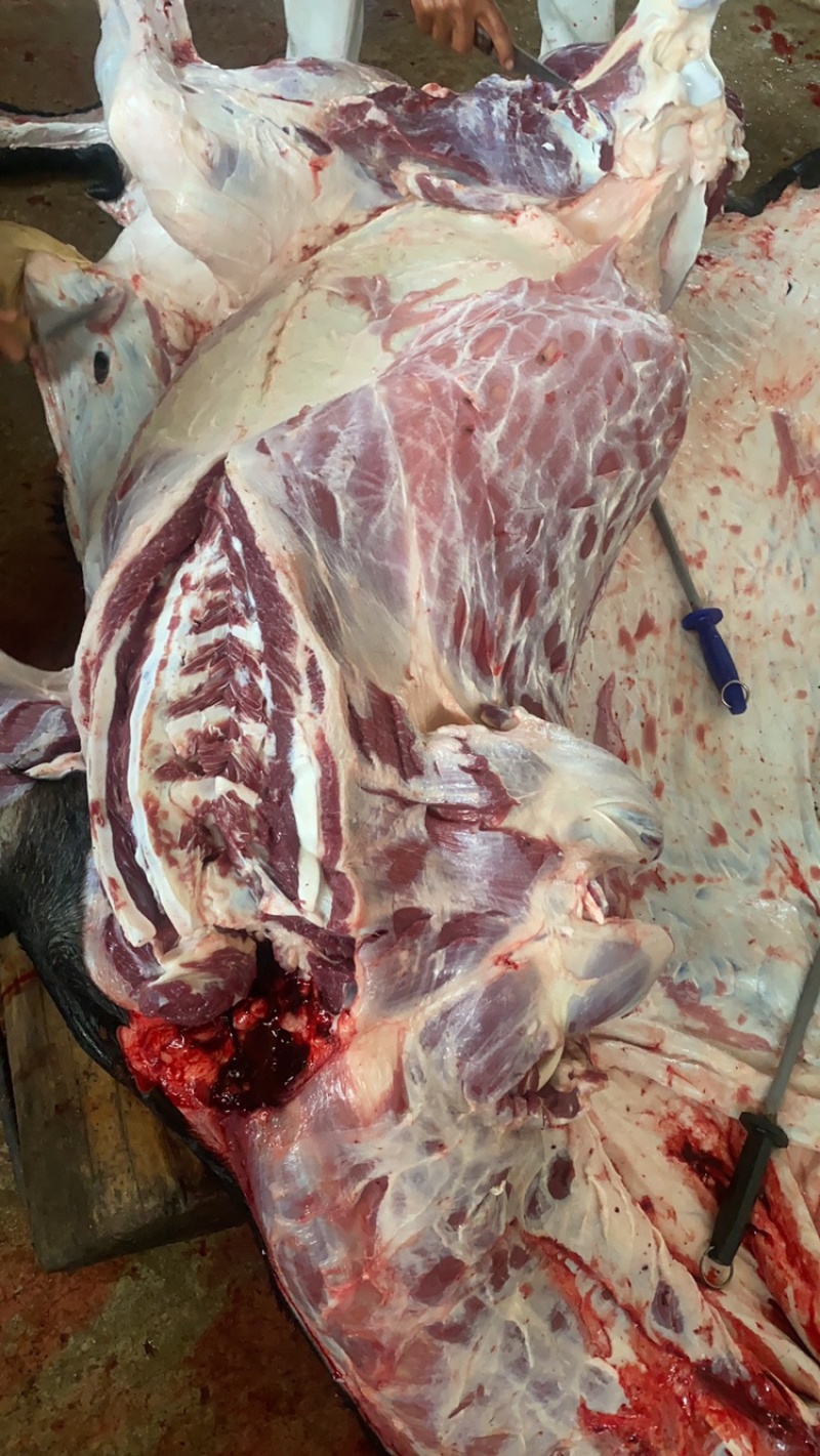 卤肉熟驴肉熟驴头驴鞭驴踢新鲜驴肉现杀驴肉驴心驴肝