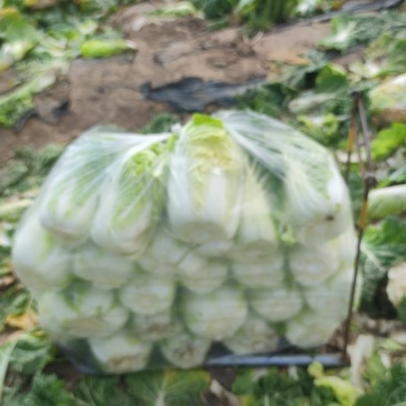 精品娃娃菜，散花等