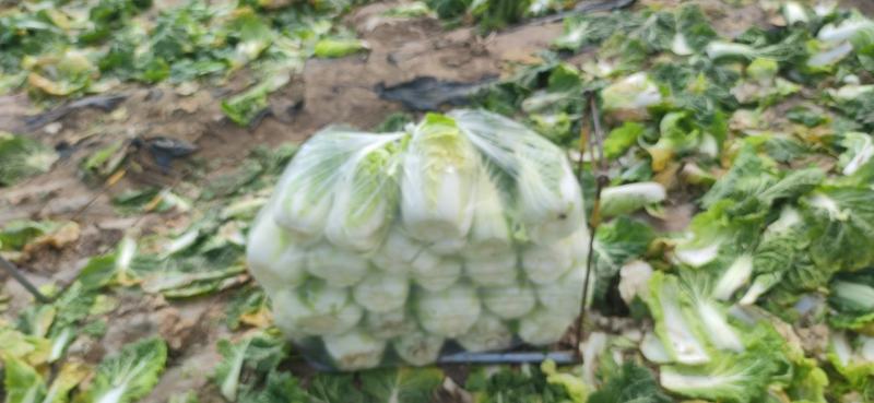 精品娃娃菜，散花等