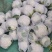 【荐】松花菜，武山菜花大量上市颜色乳白一手货源可对接商超