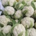 【荐】松花菜，武山菜花大量上市颜色乳白一手货源可对接商超