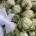 【荐】松花菜，武山菜花大量上市颜色乳白一手货源可对接商超
